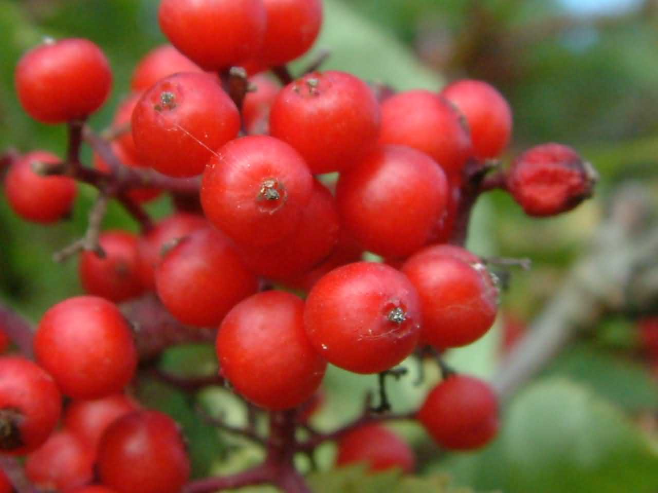 Sambucus racemosa 4