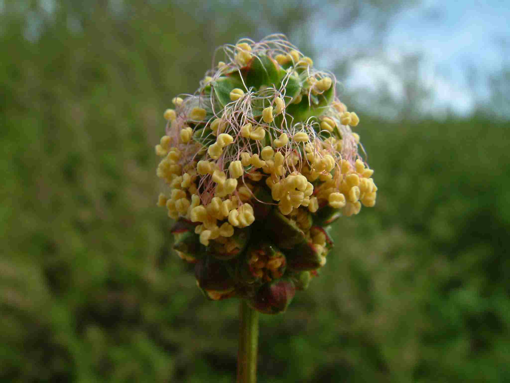 Sanguisorba minor 2