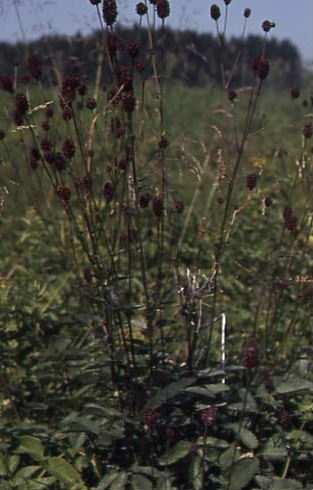 Sanguisorba officinalis 1