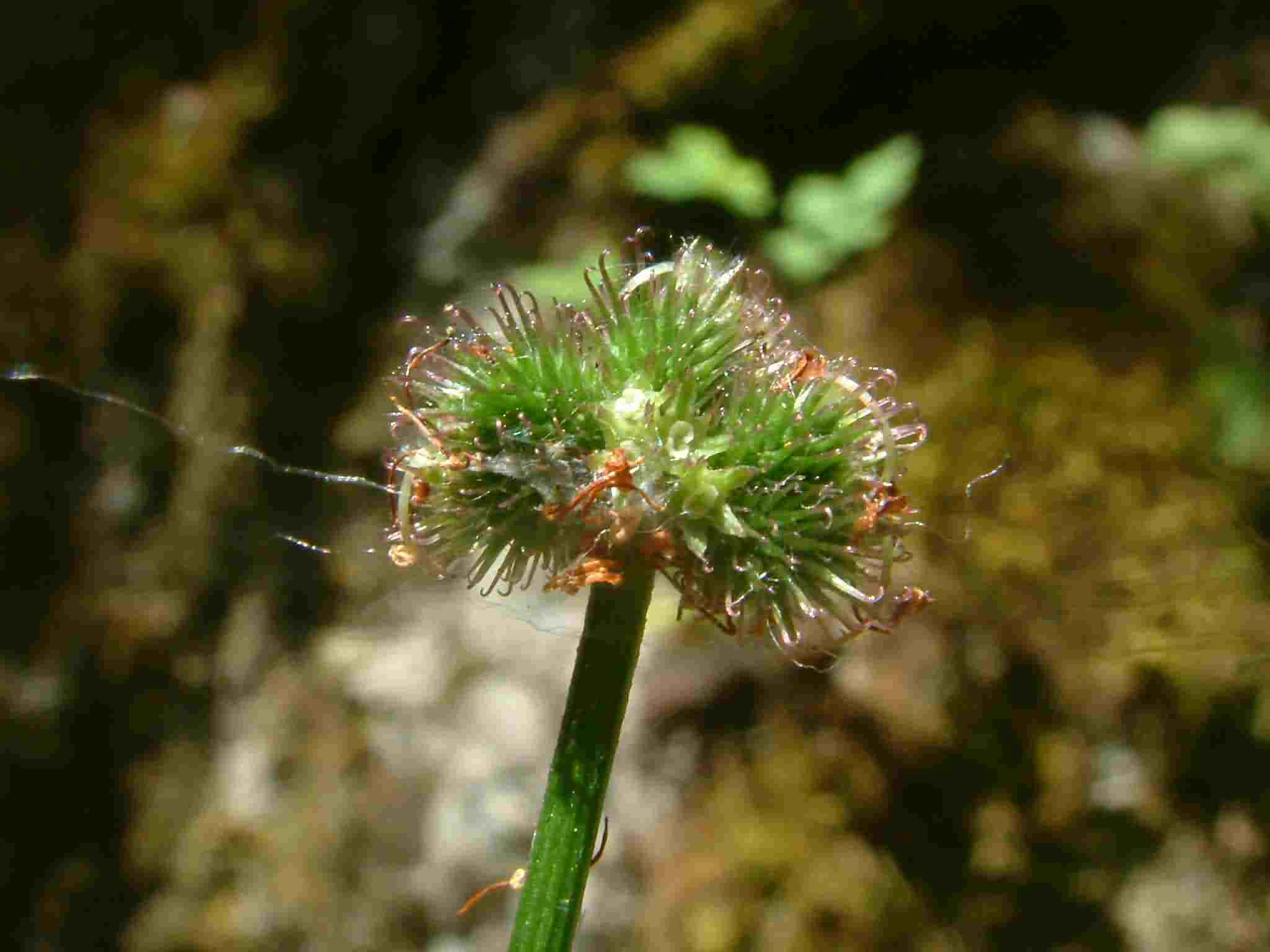 Sanicula europaea 2