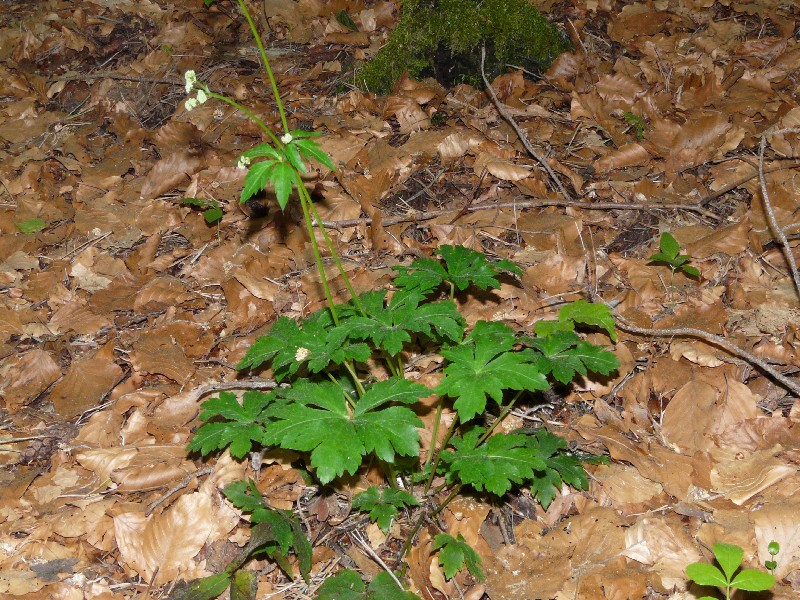 Sanicula europaea 1