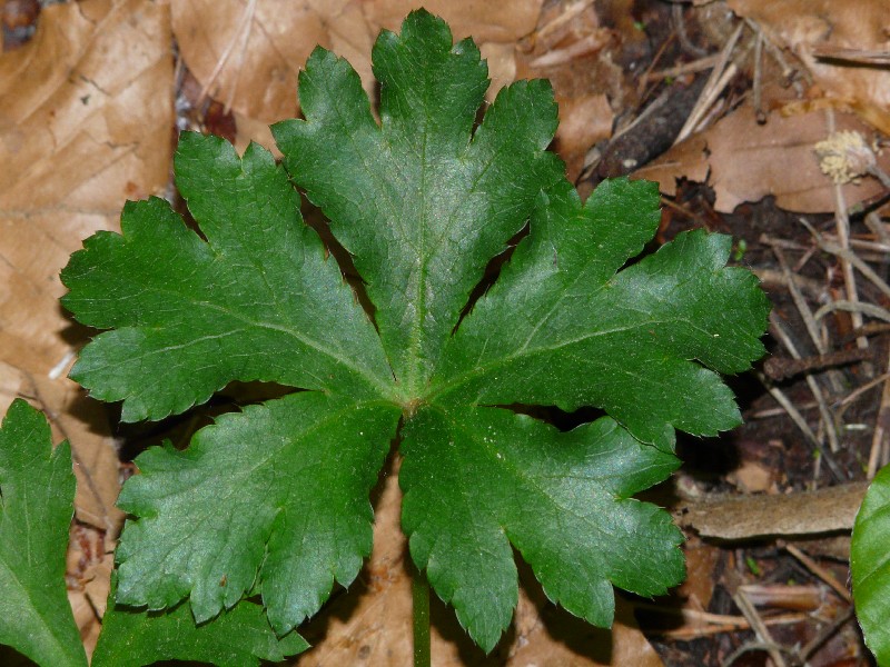 Sanicula europaea 3