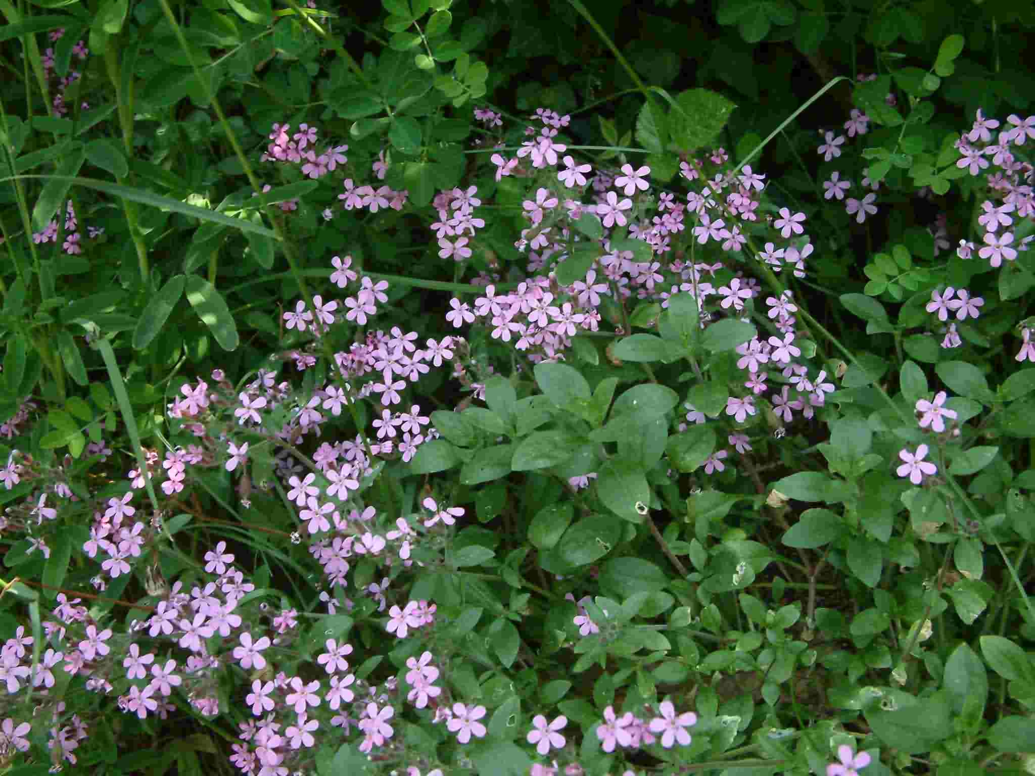 Saponaria ocymoides 1