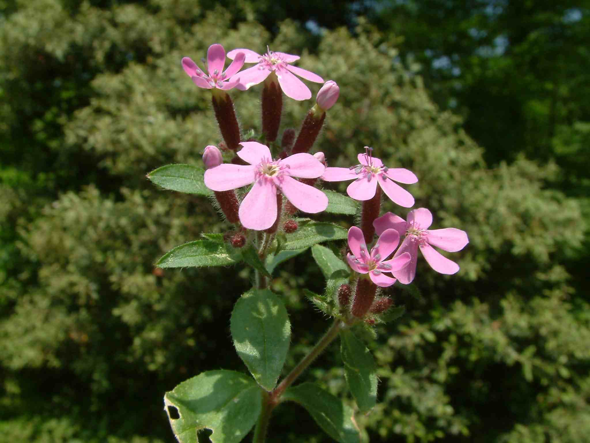 Saponaria ocymoides 2