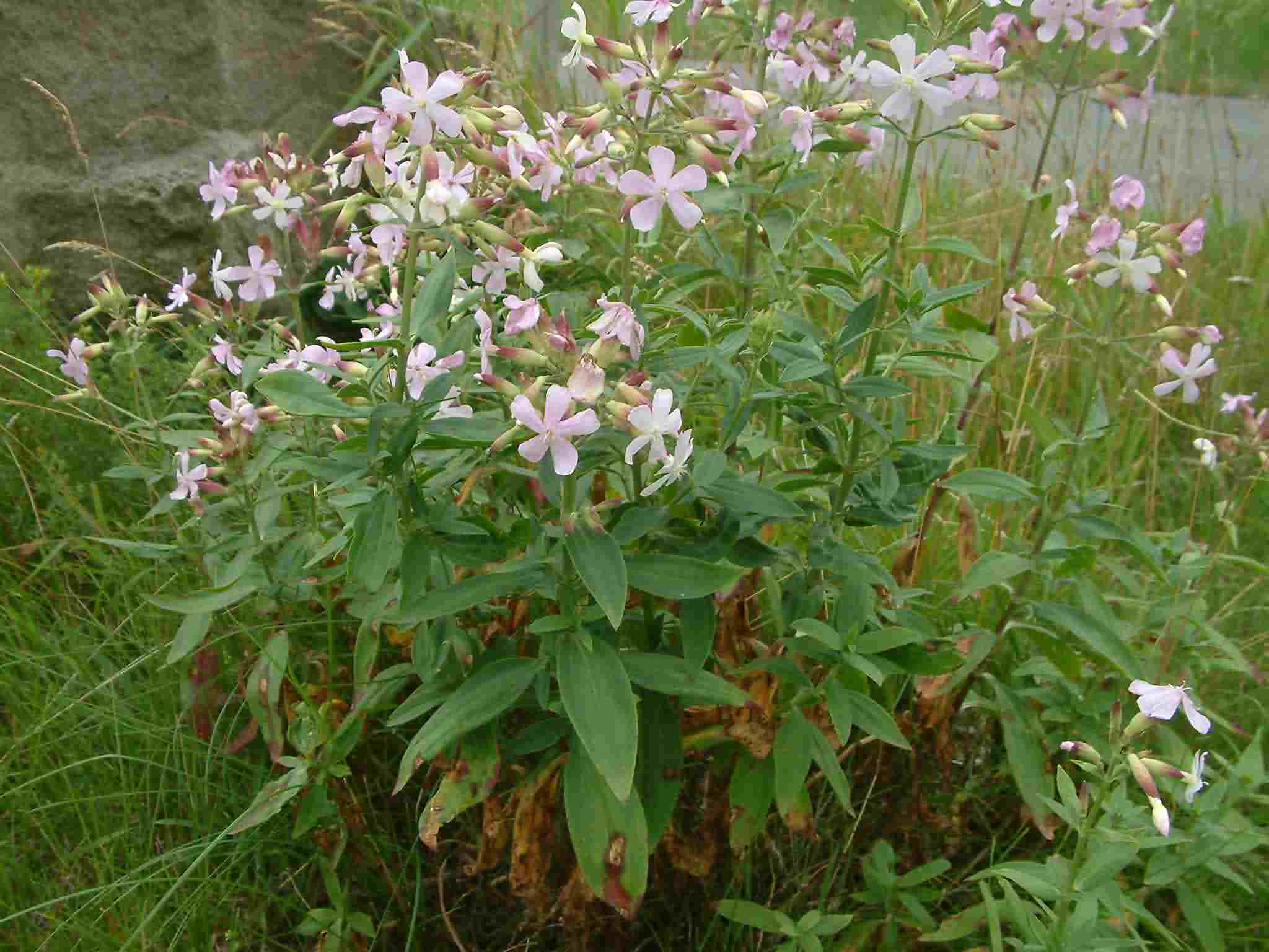 Saponaria officinalis 1