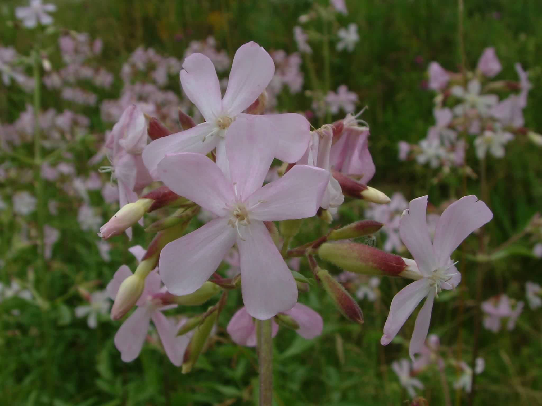 Saponaria officinalis 2