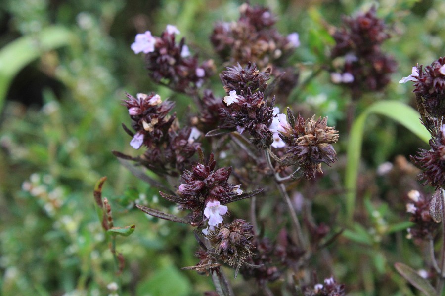 Satureja hortensis