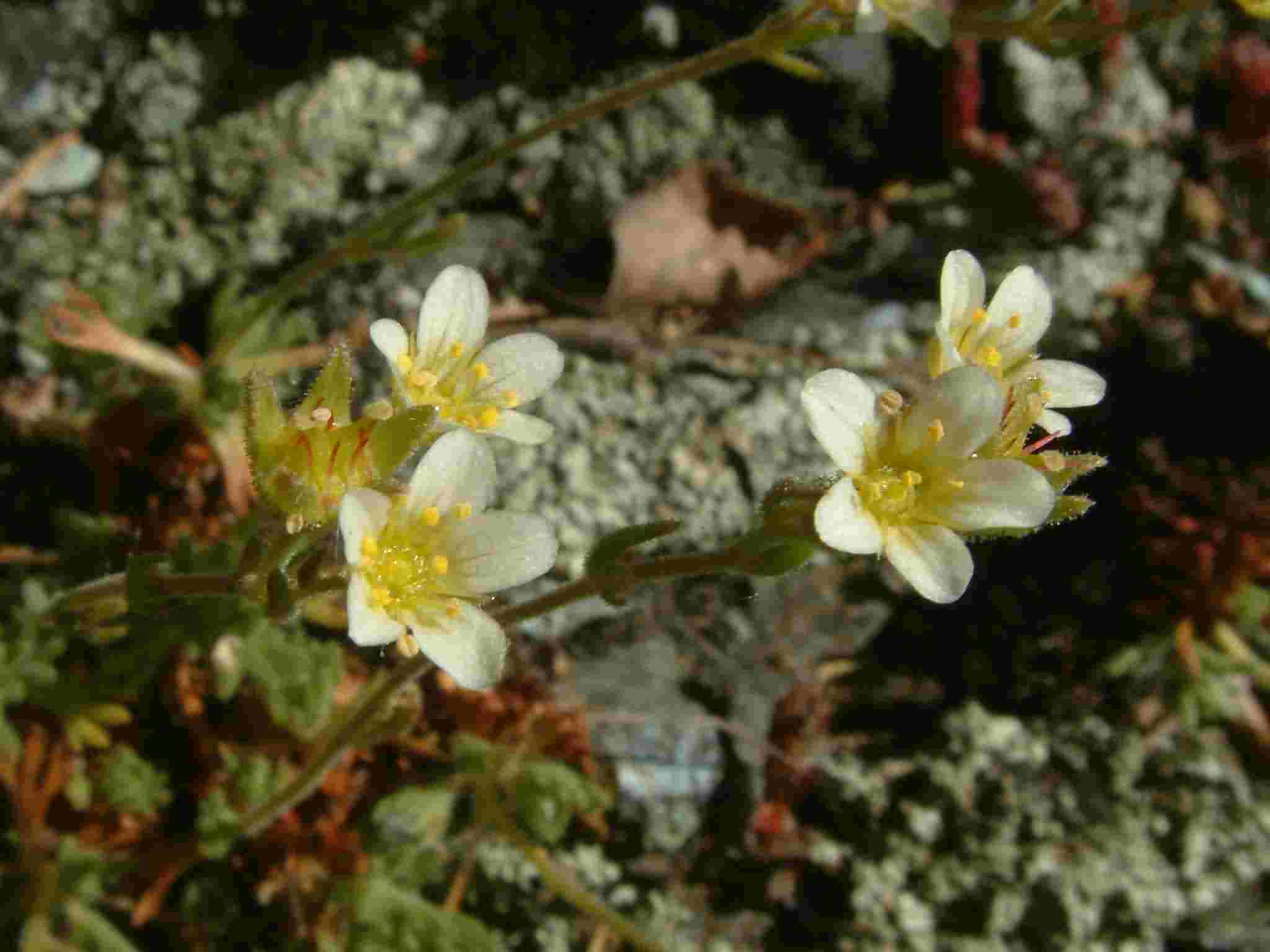 Saxifraga rosacea 2