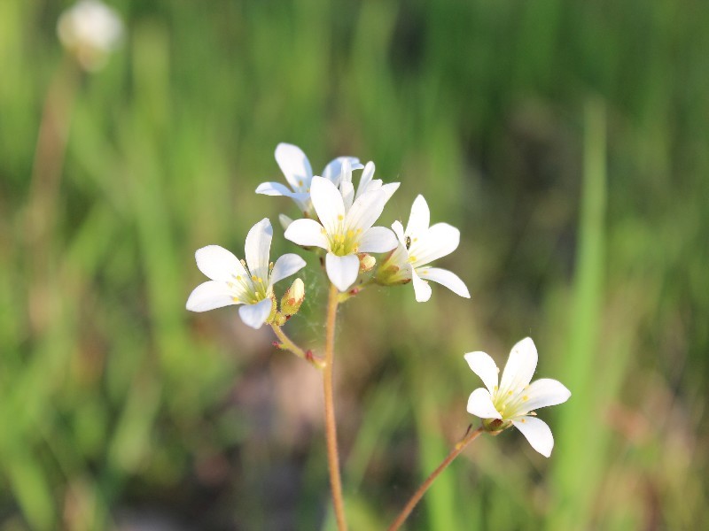 Saxifraga granulata 2