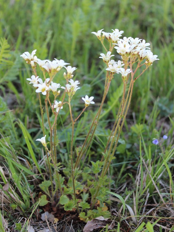 Saxifraga granulata 1