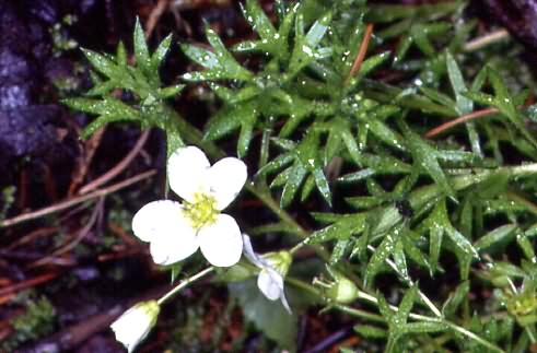 Saxifraga hypnoides 1