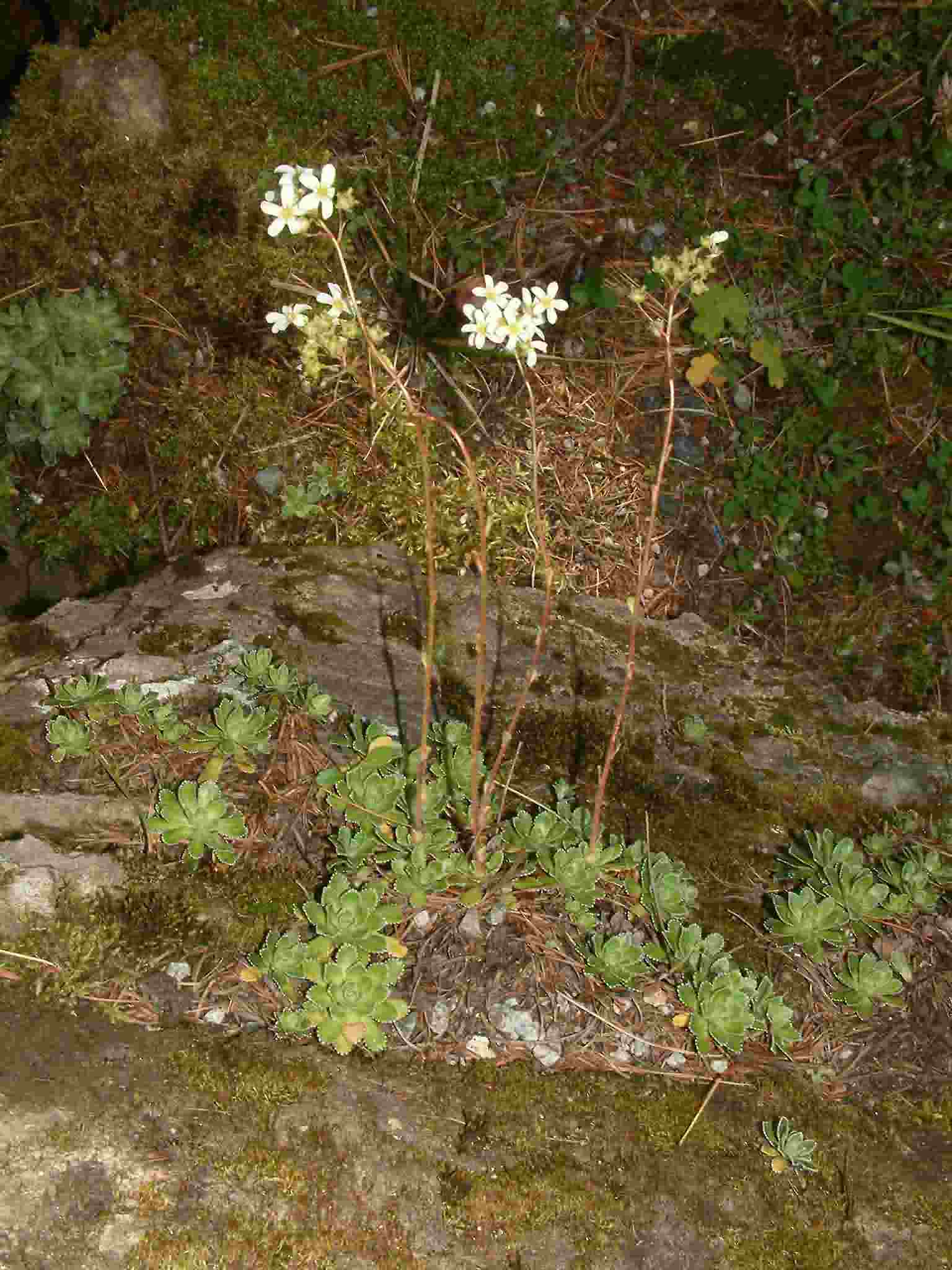 Saxifraga paniculata 1