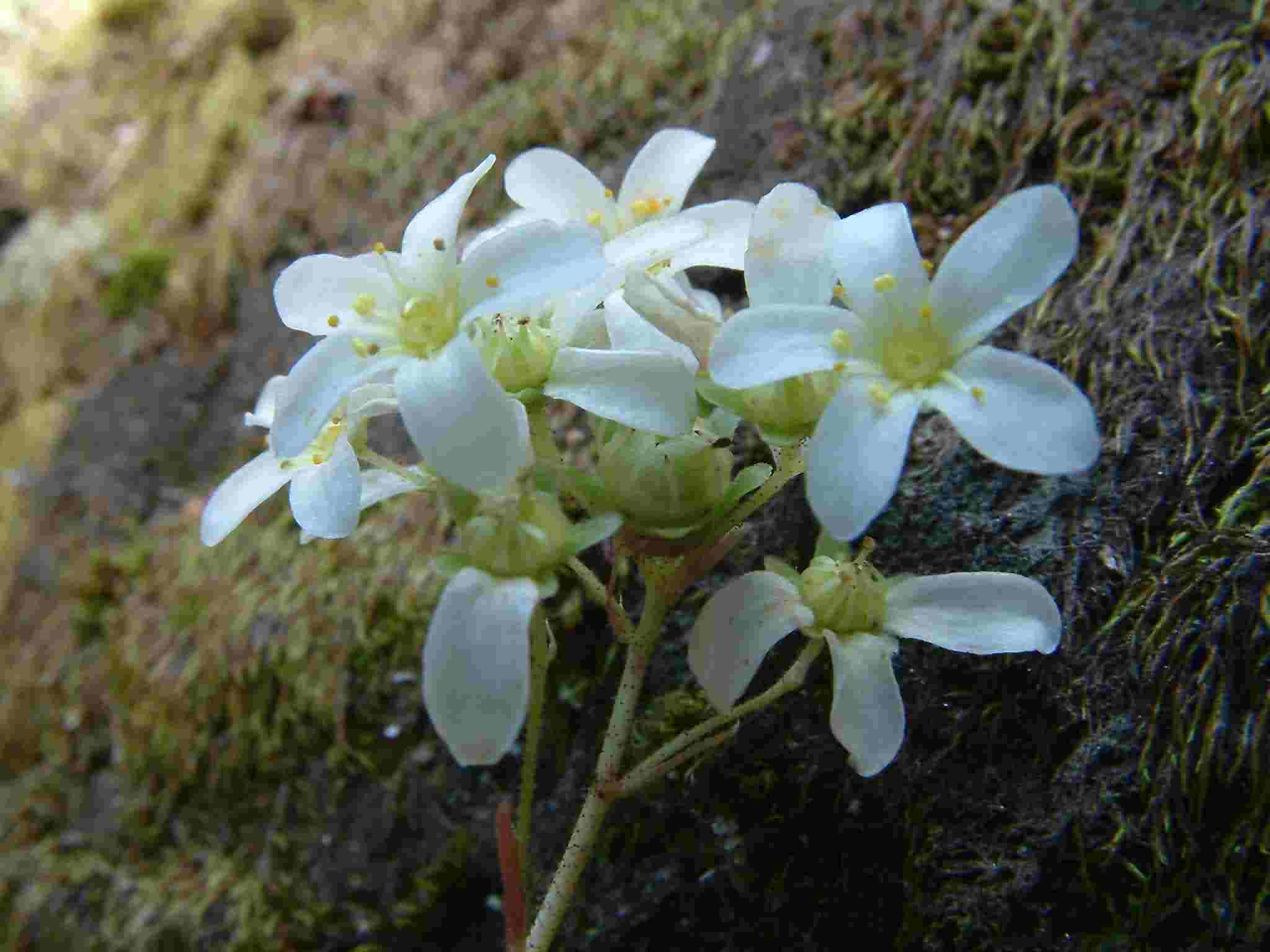  Saxifraga paniculata 2