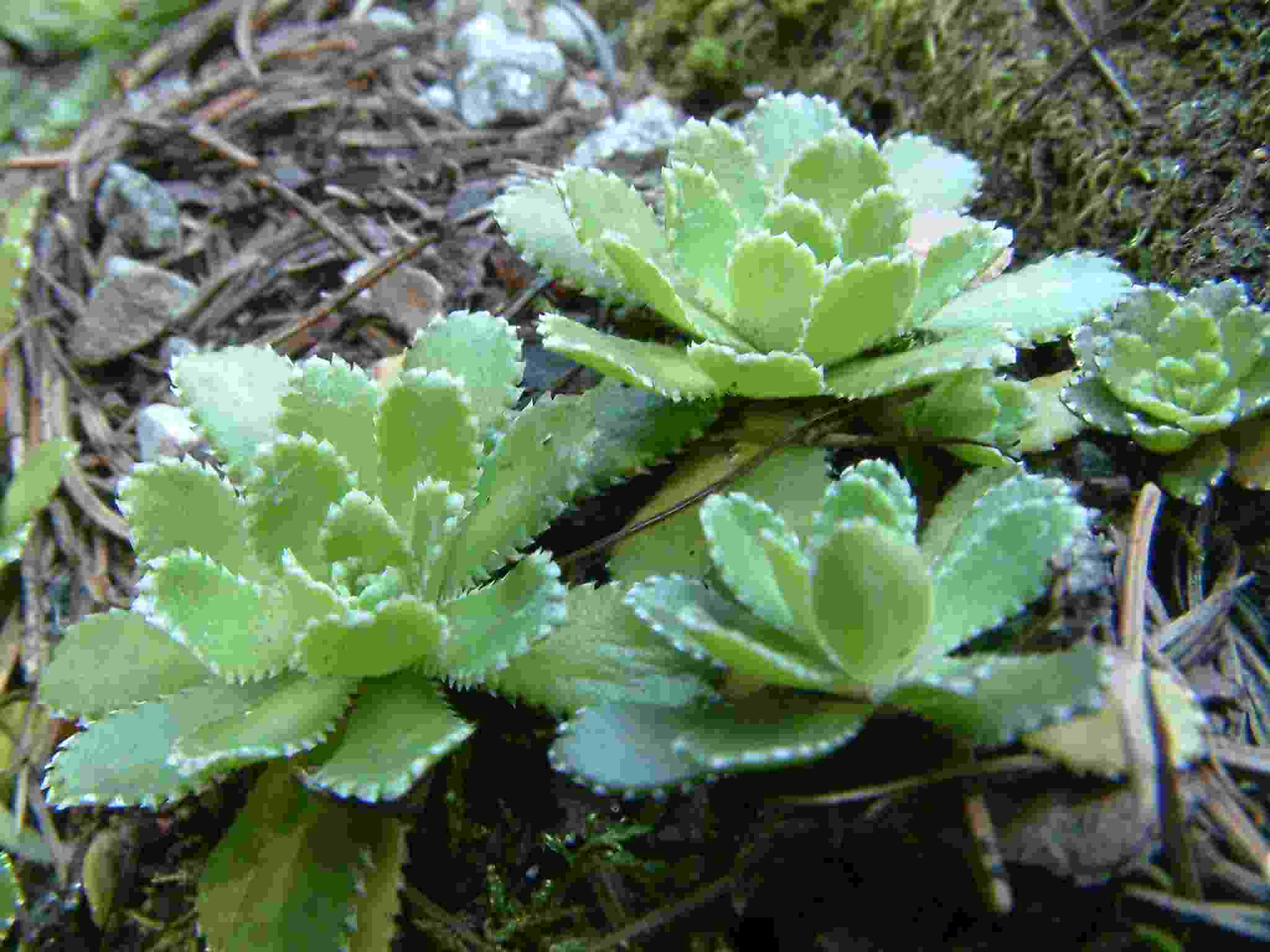 Saxifraga paniculata 3