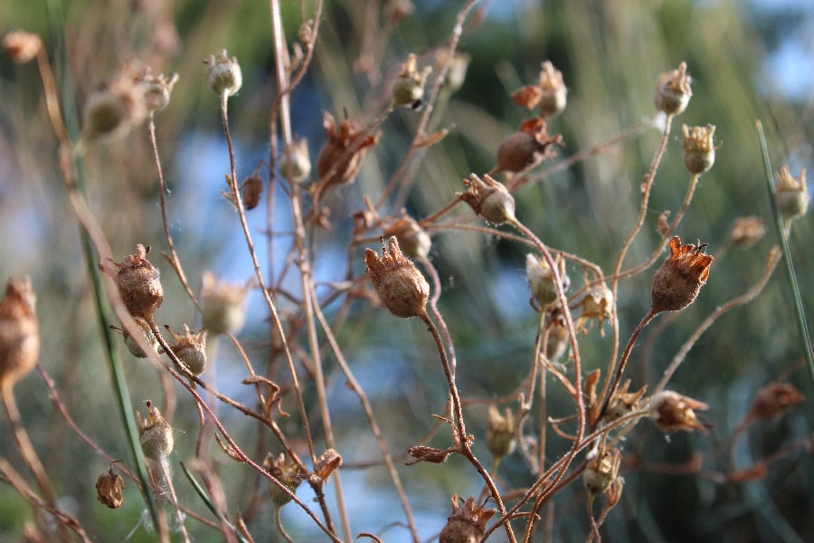 Saxifraga rosacea 4