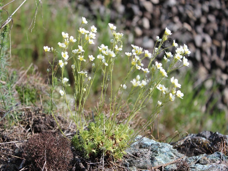 Saxifraga rosacea 1