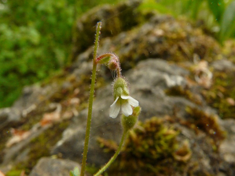 Saxifraga tridactylites 2