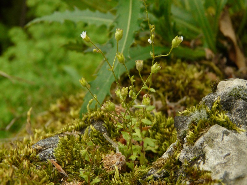 Saxifraga tridactylites 1