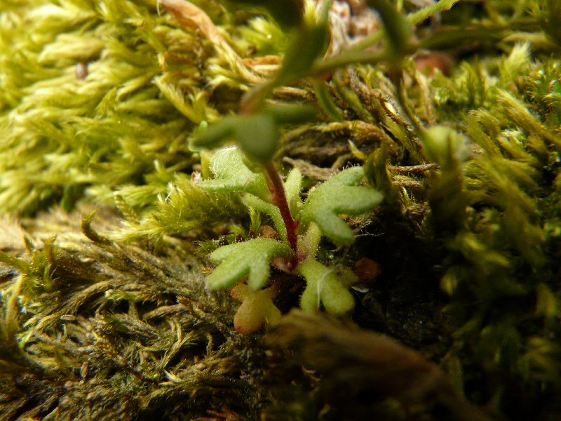 Saxifraga tridactylites 3