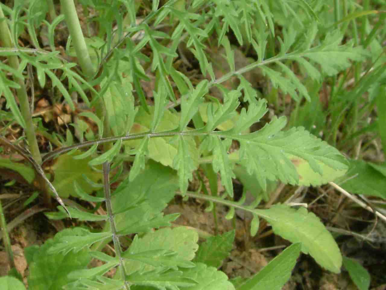 Scabiosa columbaria 4