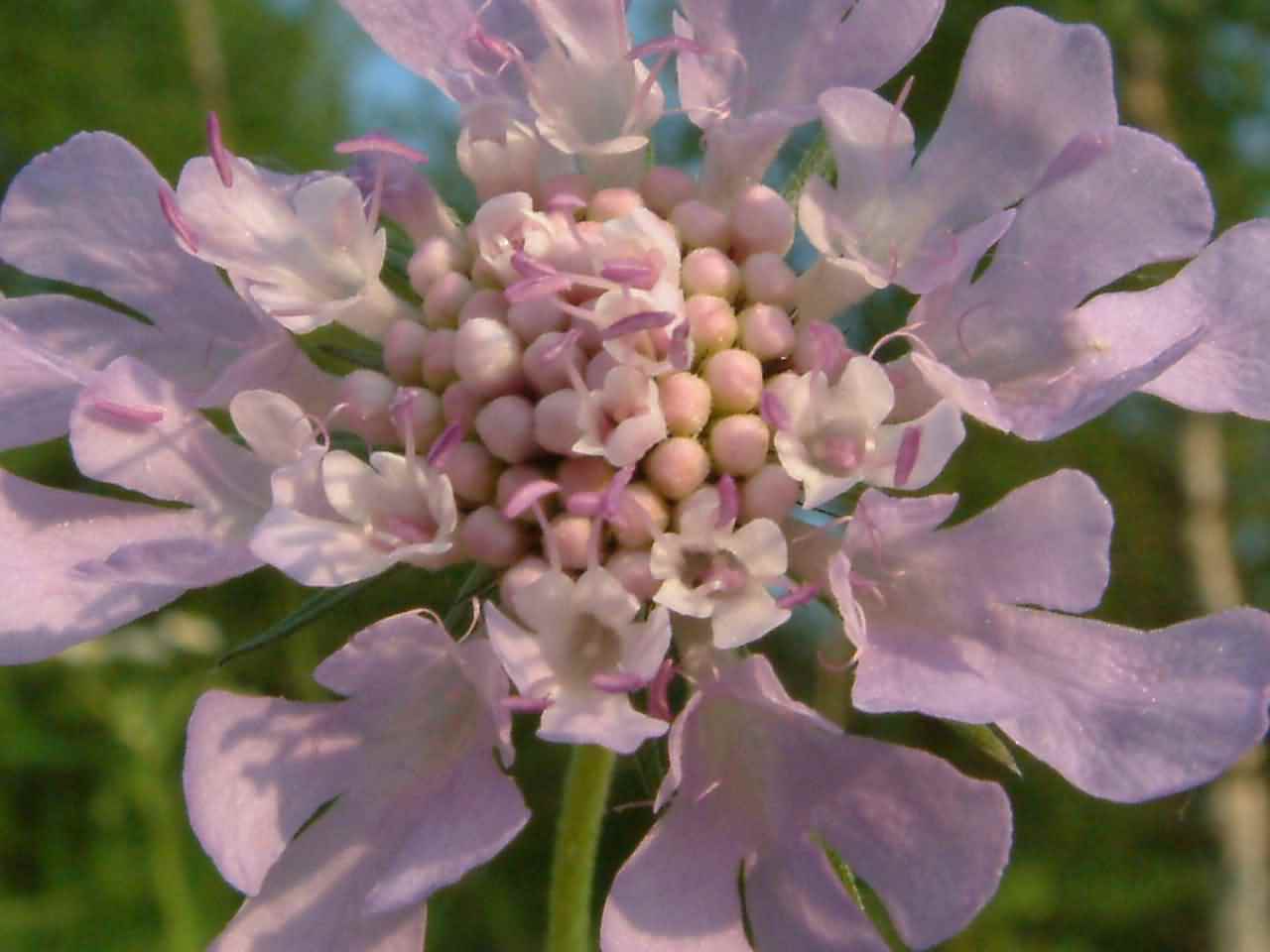 Scabiosa columbaria 2