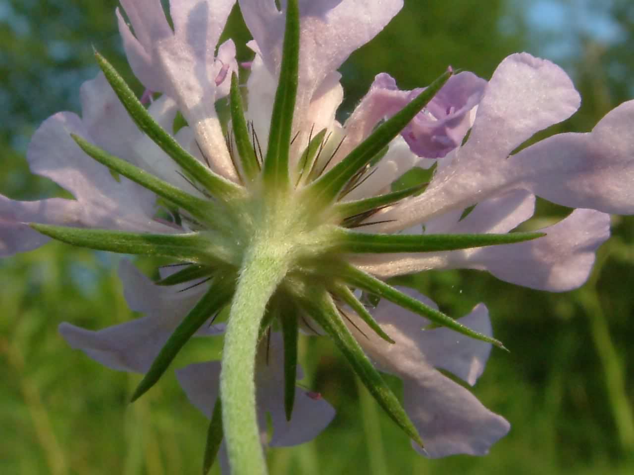 Scabiosa columbaria  3