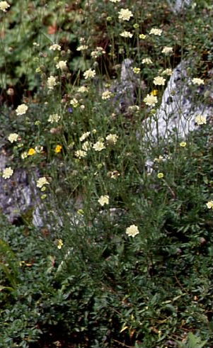 Scabiosa ochroleuca 1