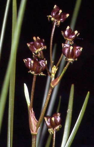 Scheuchzeria palustris 1