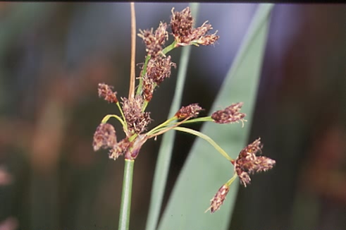 Schoenoplectus lacustris 2