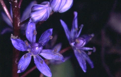 Scilla bifolia 2