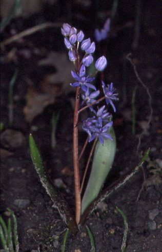 Scilla bifolia 1