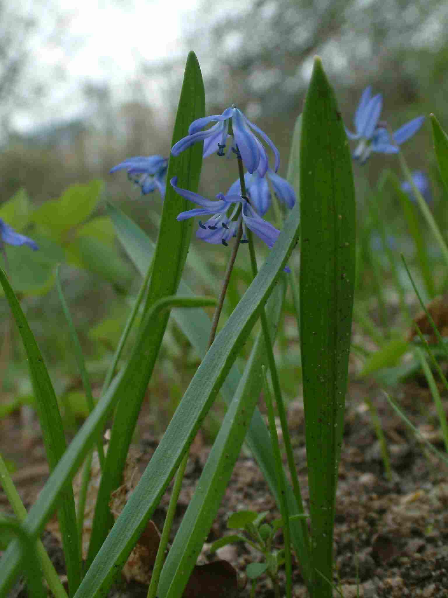 Scilla sibirica 1