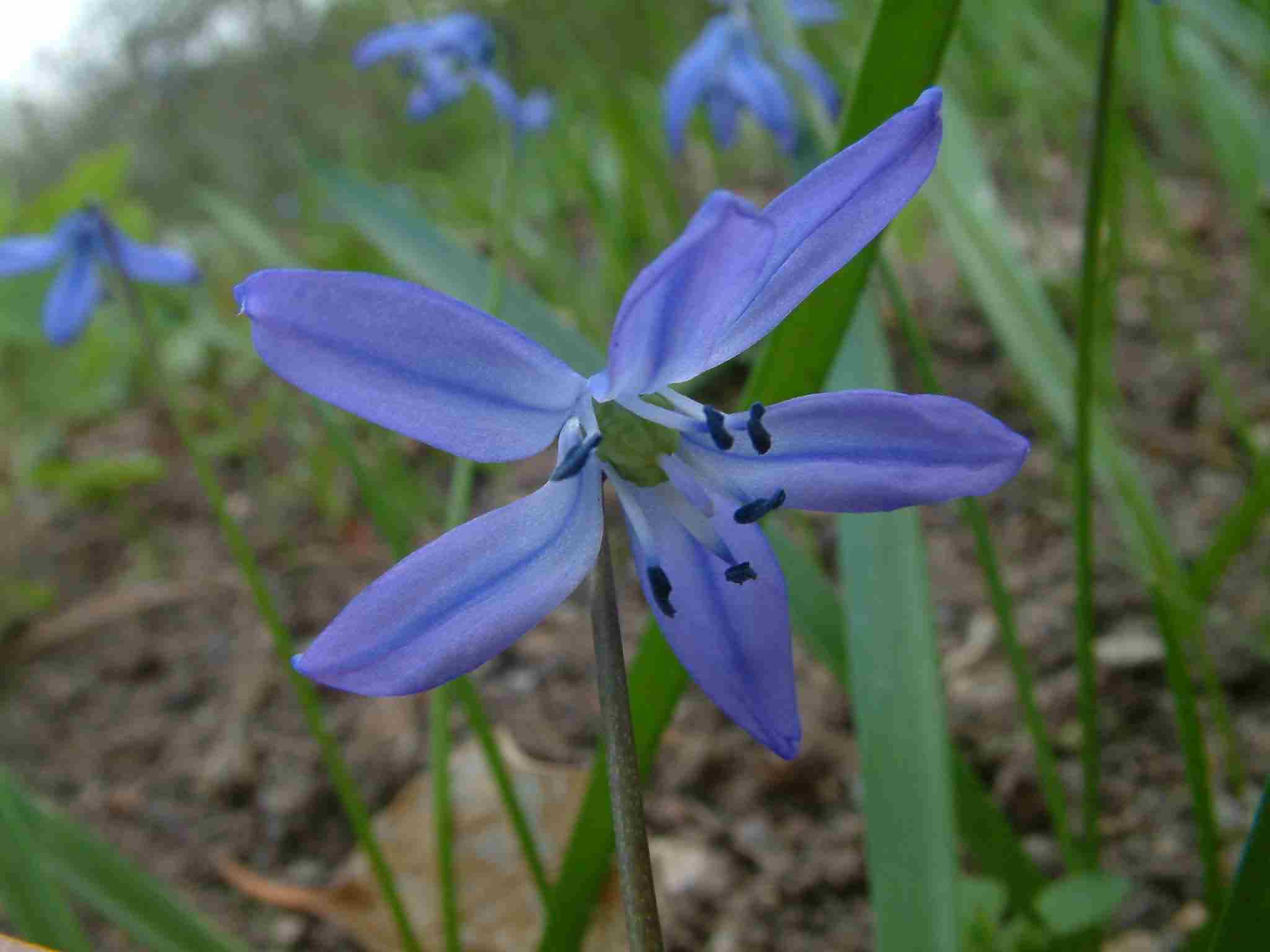 Scilla sibirica 2