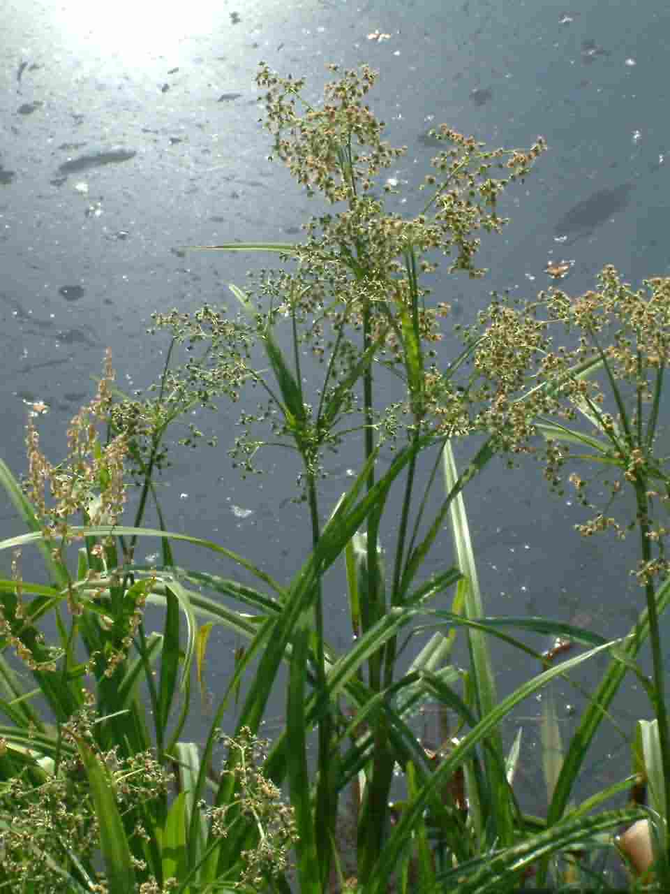 Scirpus sylvaticus 1