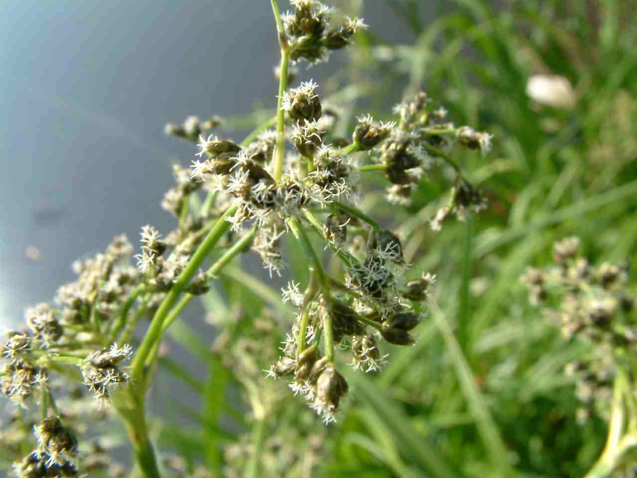 Scirpus sylvaticus 2