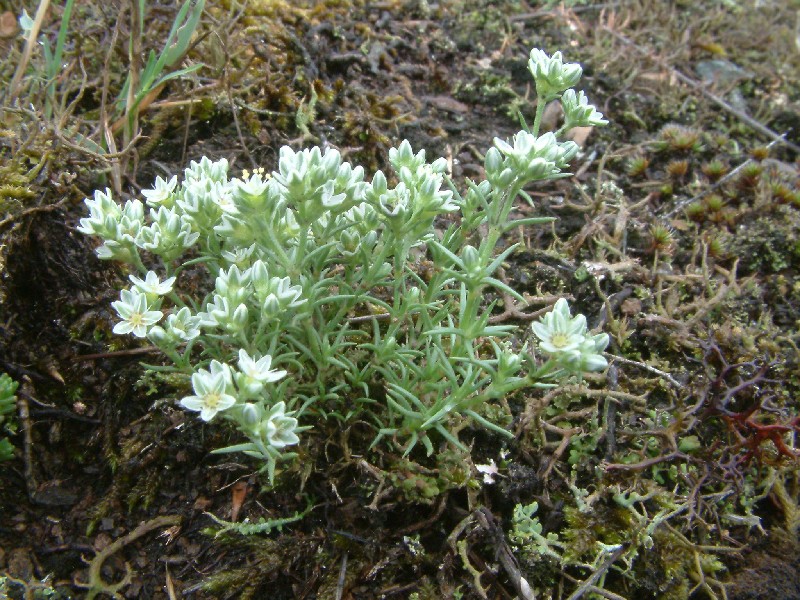 Scleranthus perennis 1