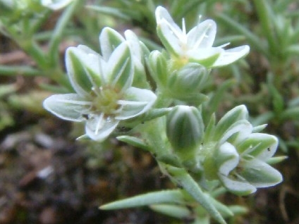 Scleranthus perennis 2