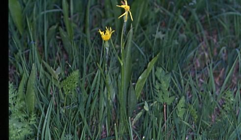 Scorzonera humilis 1