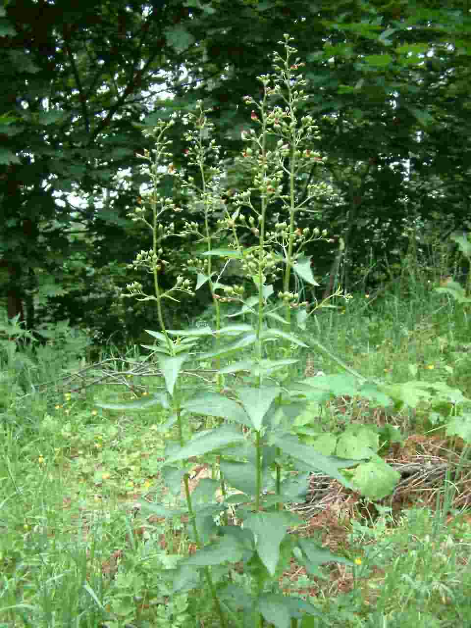 Scrophularia nodosa 1