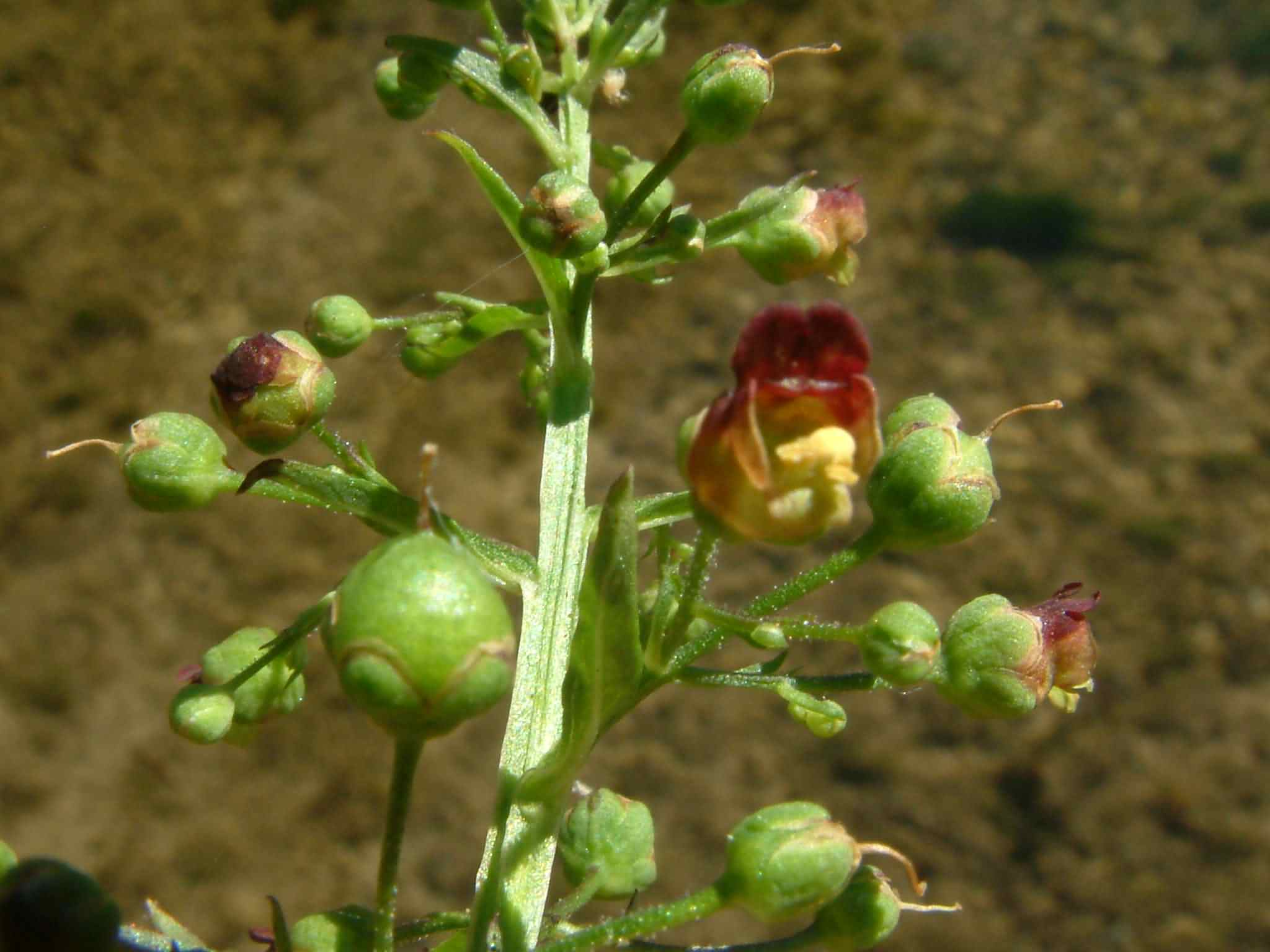 Scrophularia umbrosa 2