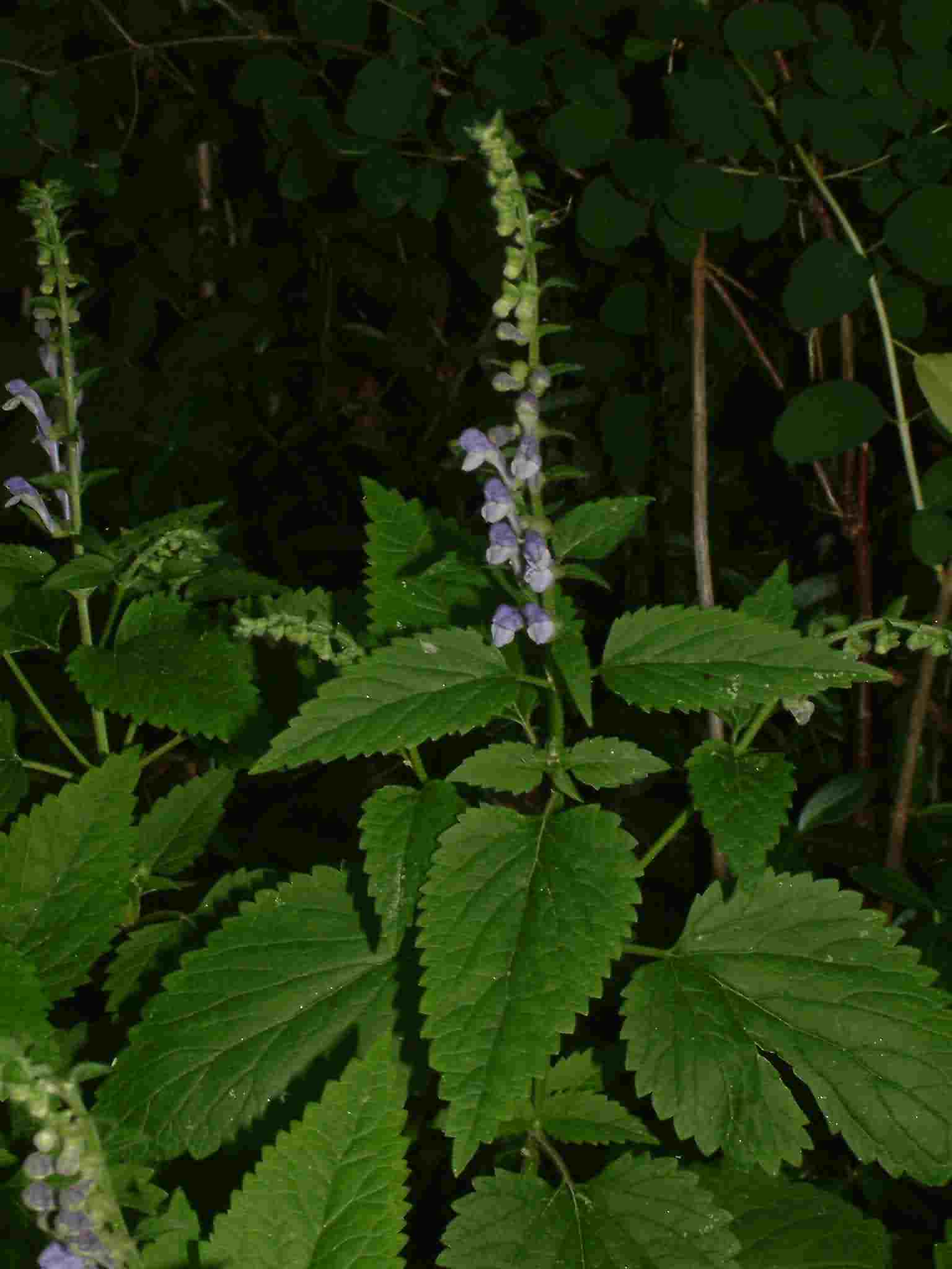 Scutellaria altissima 1