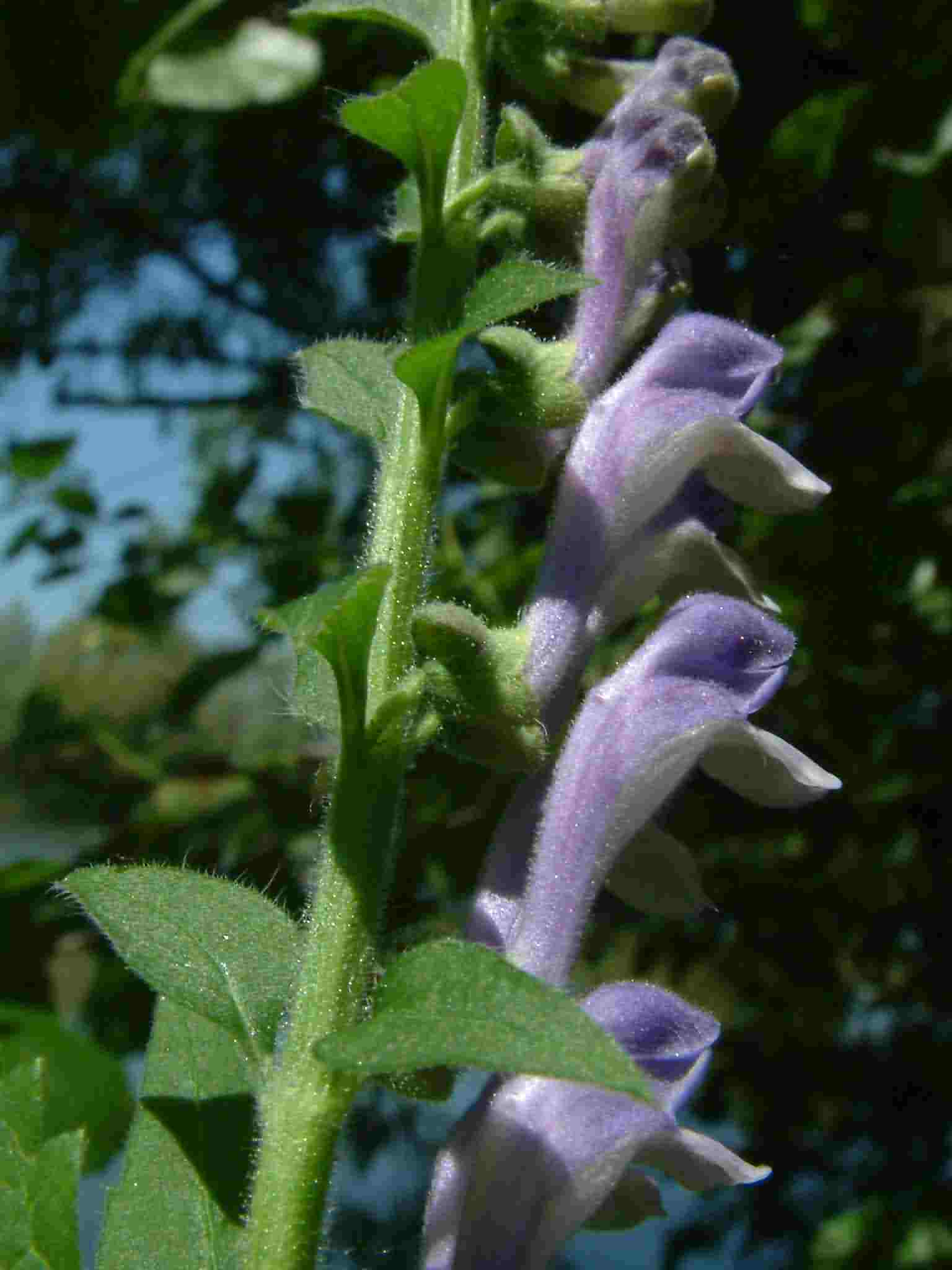 Scutellaria altissima 2