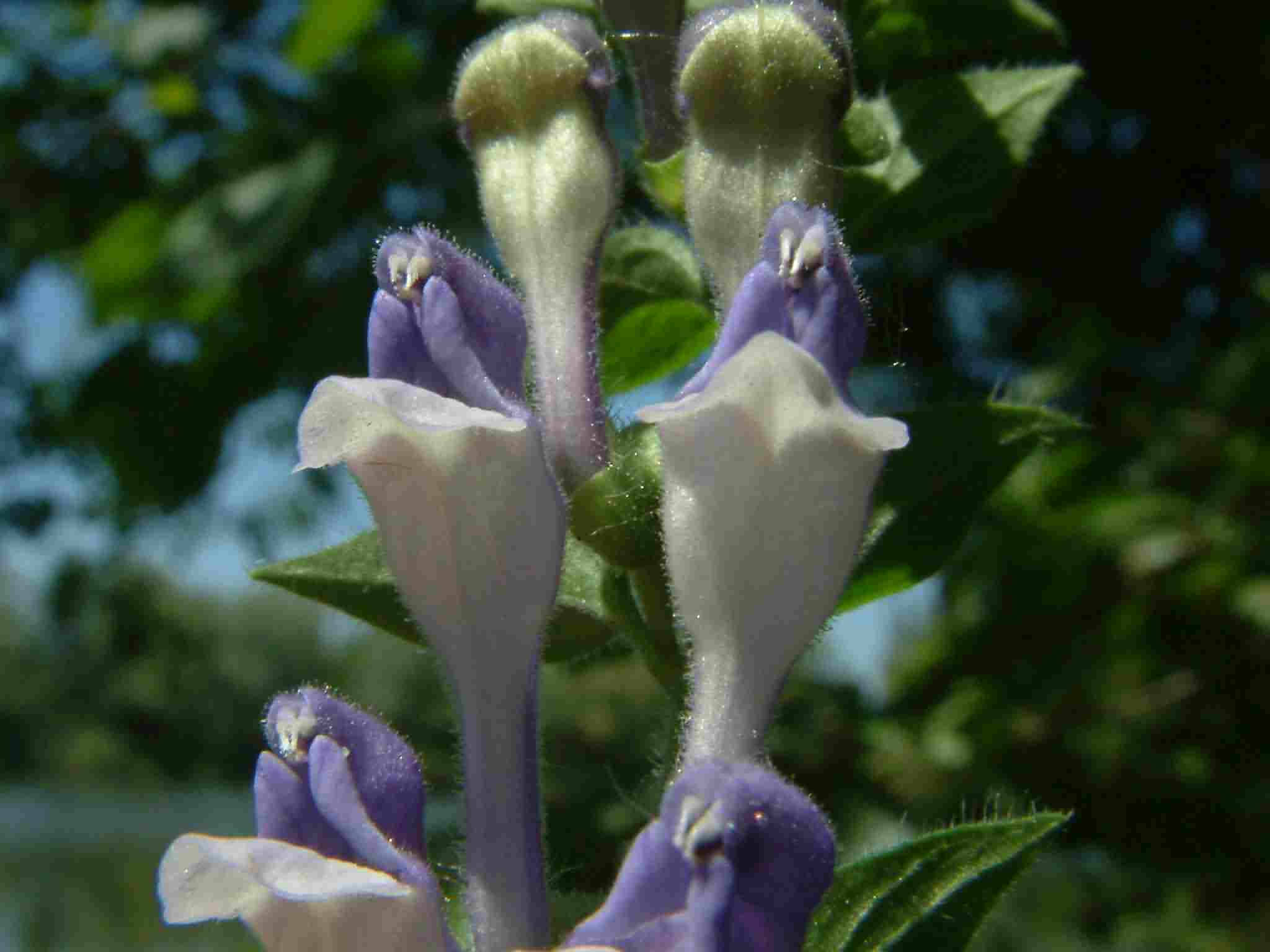 Scutellaria altissima 3