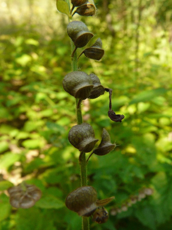 Scutellaria altissima 4