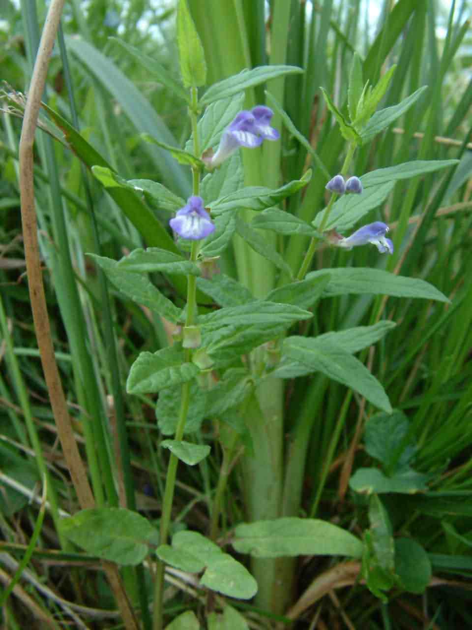 Scutellaria galericulata 1