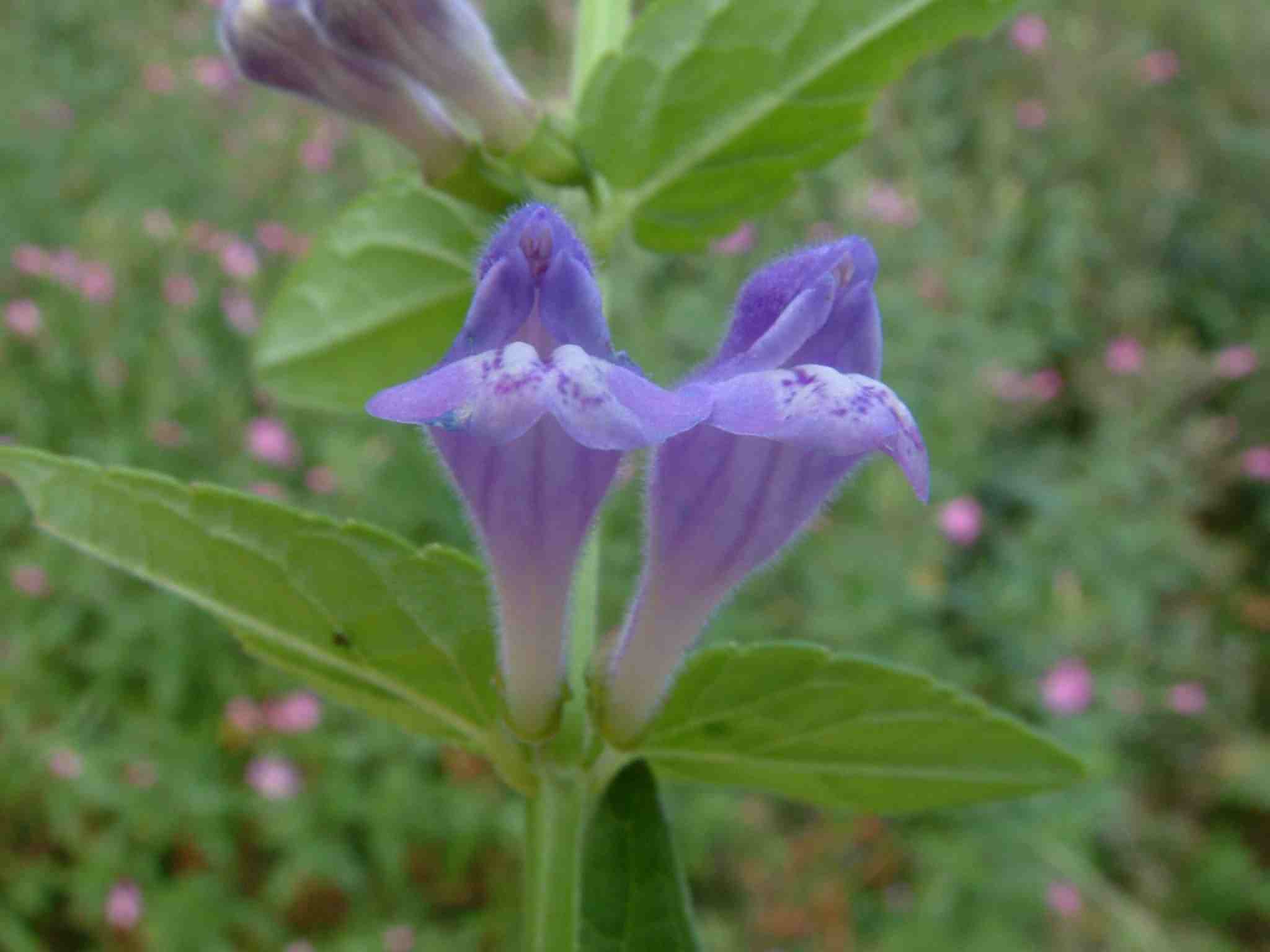 Scutellaria galericulata 2