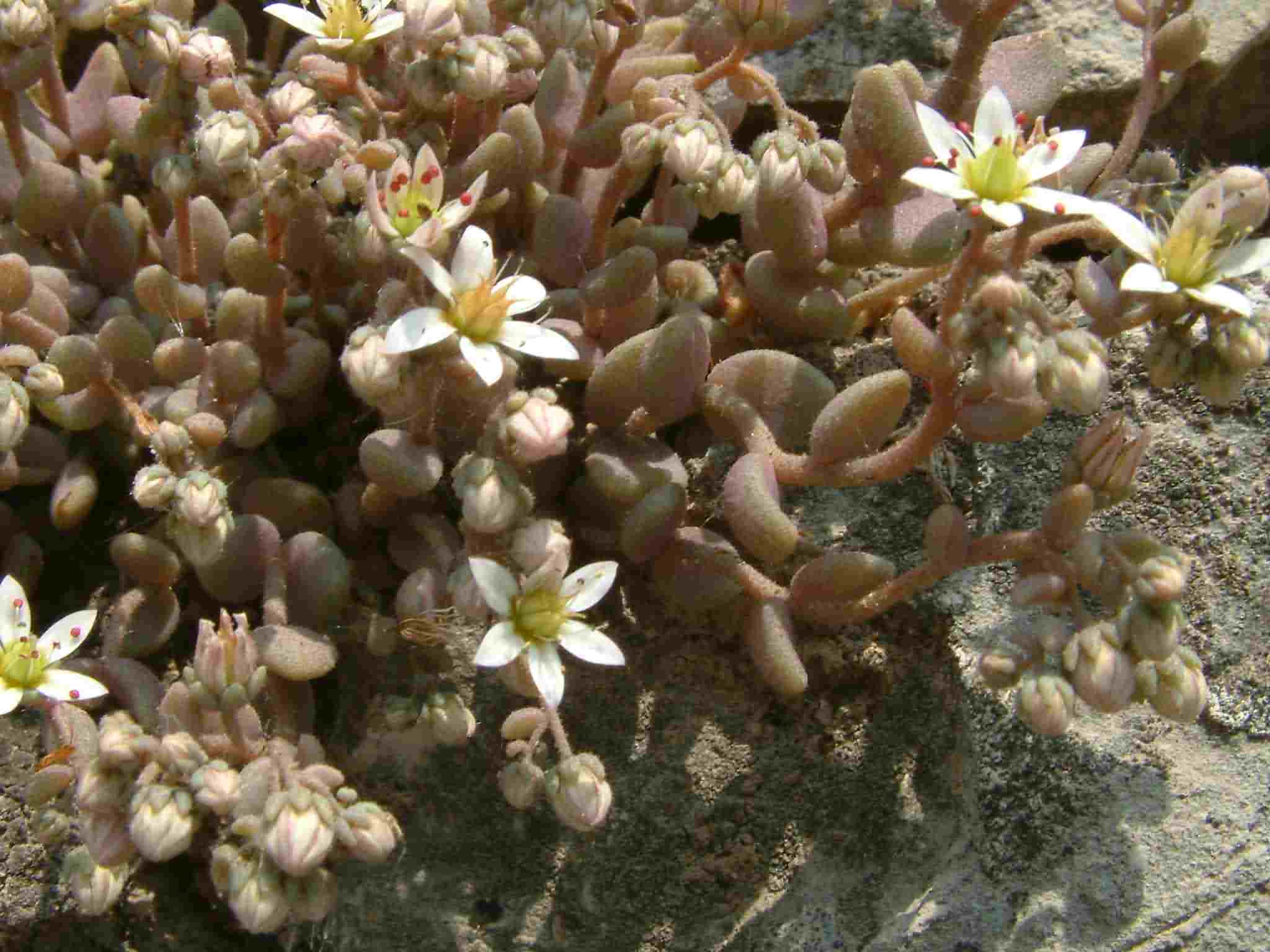 Sedum dasyphyllum 1