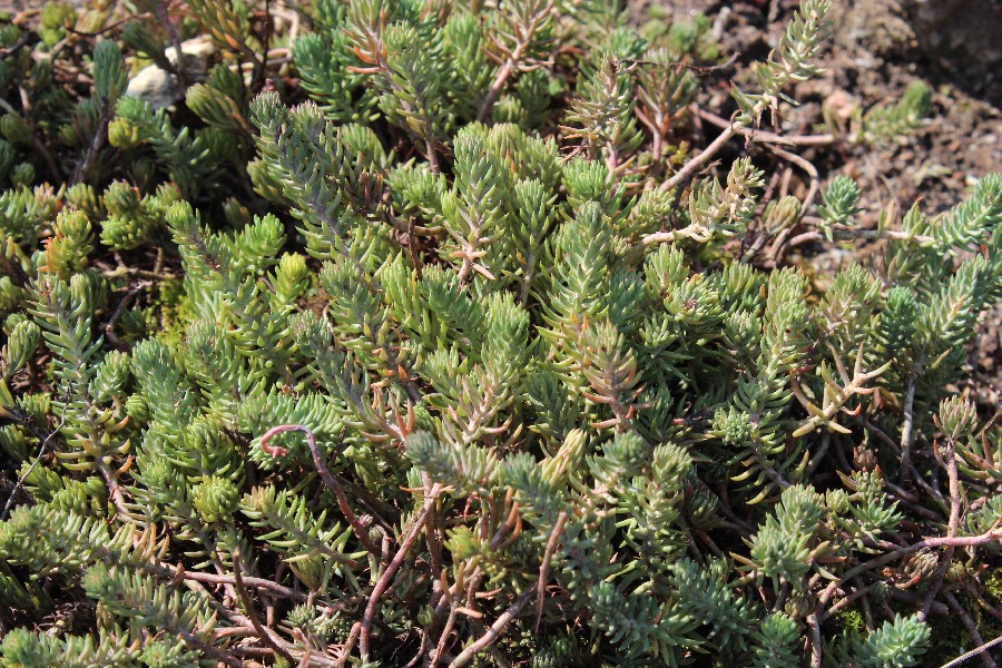 Sedum forsterianum