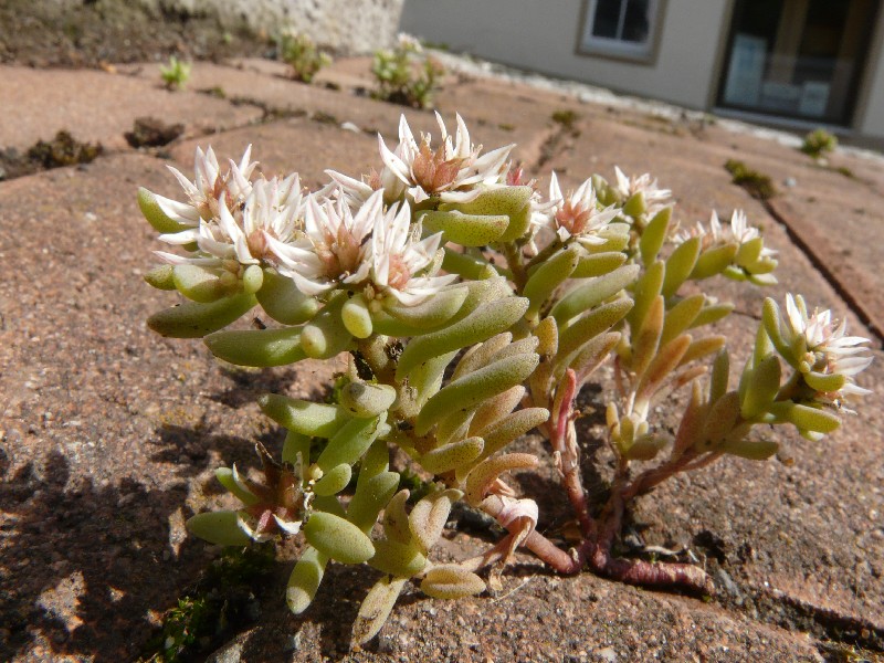 Sedum hispanicum 1