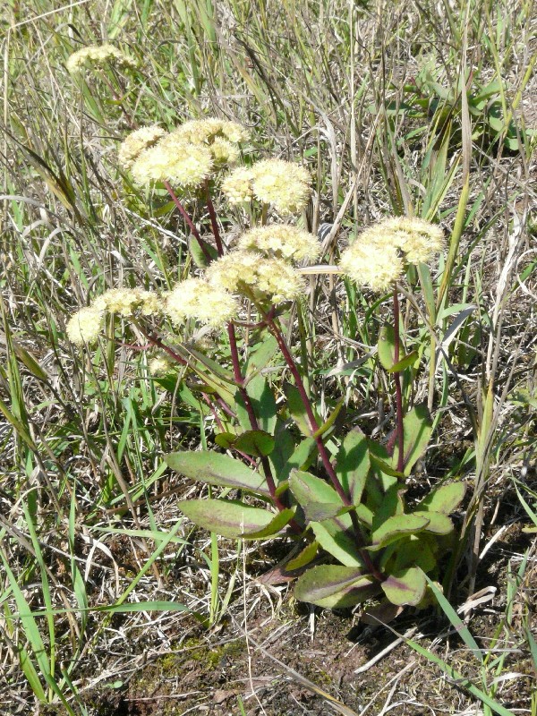 Sedum maximum 1